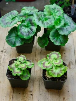 Organic Seed Starting Mix, 6 Quarts -Deals Garden Decor Store 37808 002E tif