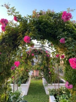 Jardin Rose Arch 7 Jardin Rose Arch -Deals Garden Decor Store 38 690 03IN tif