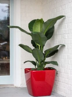 Viva Square Self-Watering Rolling Planter, 20" Diameter, Set Of 2 16 Viva Square Self-Watering Rolling Planter, 20" Diameter, Set Of 2 -Deals Garden Decor Store 3 4 crop 8612930 0032 tif