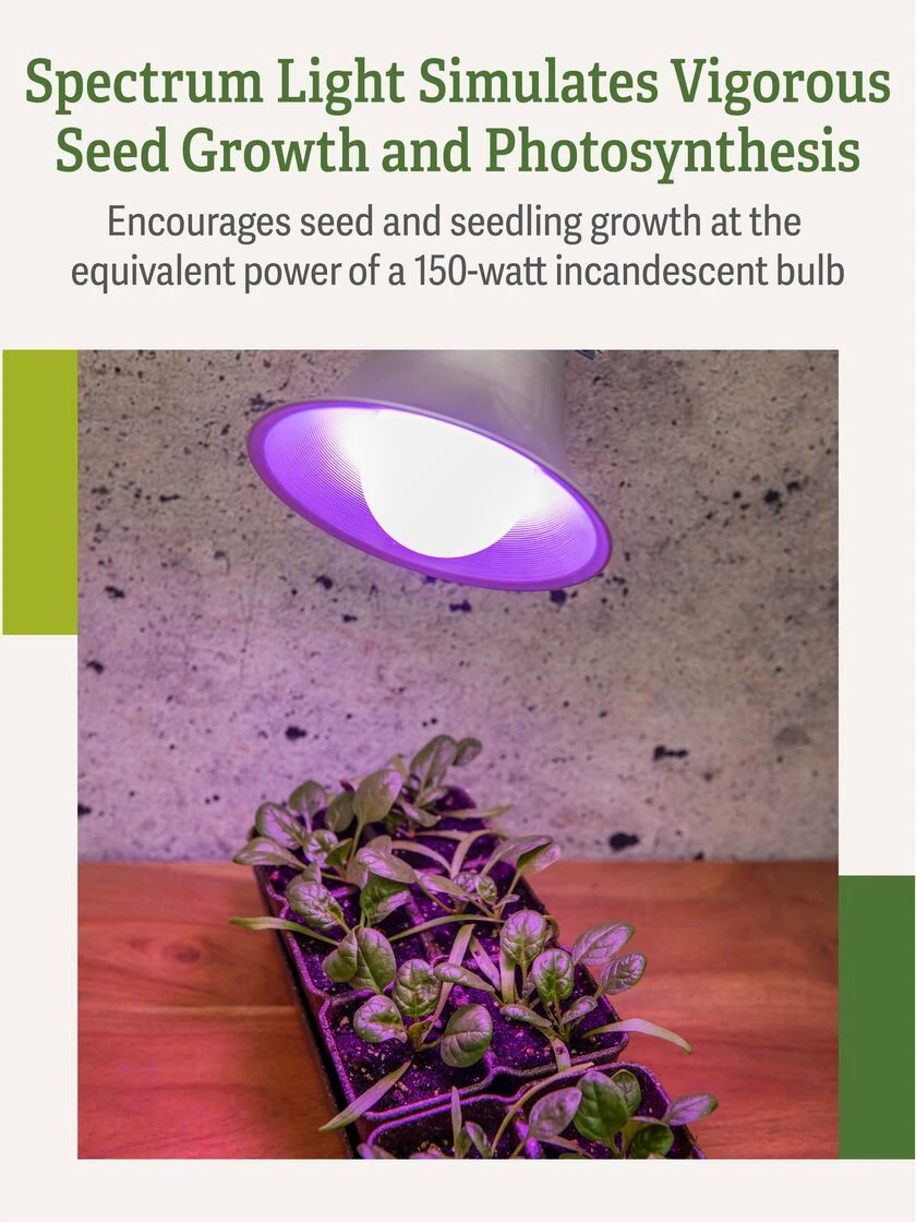 Miracle LED® Grow Light Bulb, Red And Blue 5 Miracle LED® Grow Light Bulb, Red And Blue - Image 5