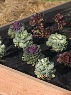 Easy-Plant Weed Block Mulch 5 Easy-Plant Weed Block Mulch -Deals Garden Decor Store 40356 219 tif