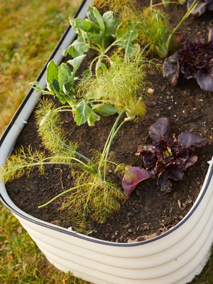 Birdies™ Modular Metal Raised Bed 4 Birdies™ Modular Metal Raised Bed - Image 4