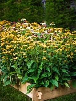 Farmstead Cedar Raised Garden Beds, 2' 15 Farmstead Cedar Raised Garden Beds, 2' -Deals Garden Decor Store 8588144 014V tif