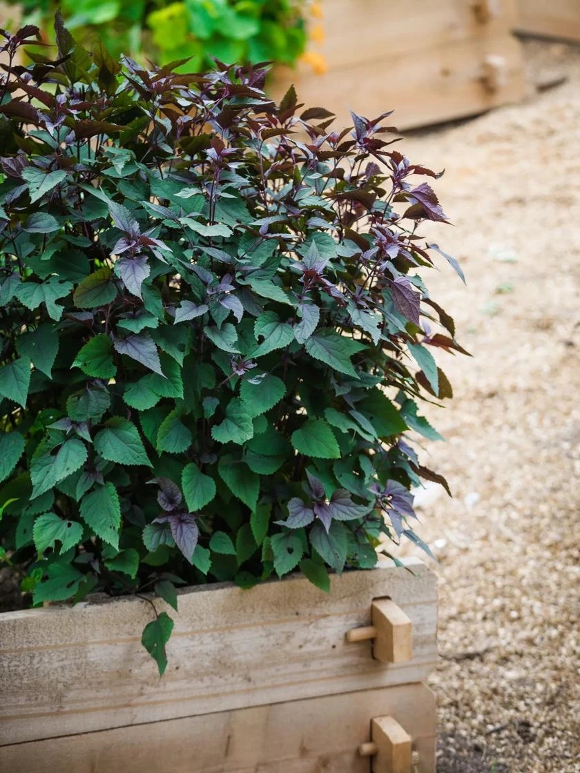 Farmstead Cedar Raised Garden Beds, 2' 1 Farmstead Cedar Raised Garden Beds, 2'