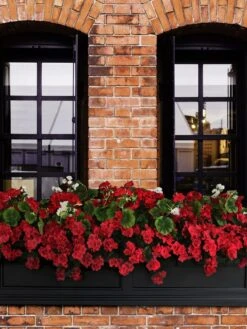 Fairfield Self-Watering Window Box, 5’ -Deals Garden Decor Store 8588938 102V tif