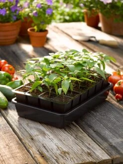 Growease Seed Starter Kit -Deals Garden Decor Store 8589987 1148 tif