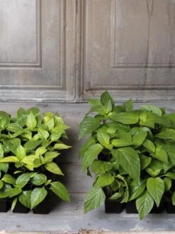 Organic Seed Starting Mix, 6 Quarts -Deals Garden Decor Store 8592212 002E tif