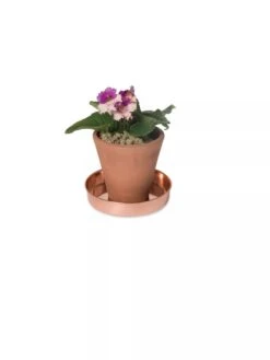 Extra Small Round Copper Plant Tray, 8" -Deals Garden Decor Store 8593528 2922 tif