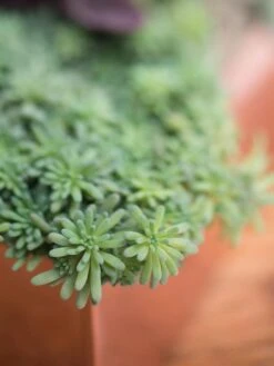 Tall Rectangular Copper Plant Tray, 18" X 5" X 4" -Deals Garden Decor Store 8593534 4601 tif