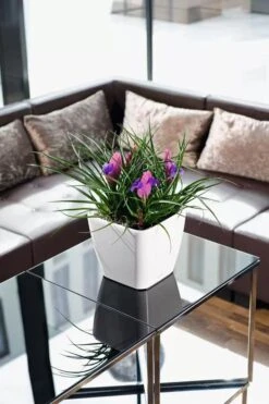 Lechuza® Quadro LS Premium Self-Watering Square Planters