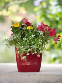 Viva Square Self-Watering Planter, 7" Diameter -Deals Garden Decor Store 8595223 1111 tif