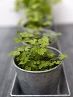 Galvanized Herb Planters With Rectangular Tray -Deals Garden Decor Store 8595903 advice 1777 tif