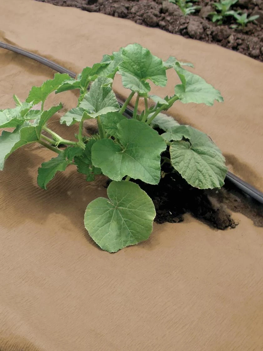 Weedguard Plus Paper Mulch, 50' 2 Weedguard Plus Paper Mulch, 50' - Image 2