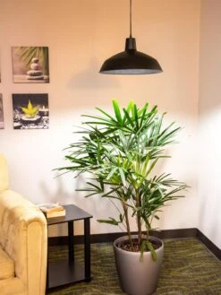 Barnyard Pendant LED Grow Light 5 Barnyard Pendant LED Grow Light -Deals Garden Decor Store 8598025 0256