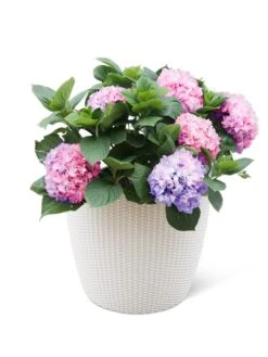 Weave Self-Watering Round Planter, 17" White 5 Weave Self-Watering Round Planter, 17" White -Deals Garden Decor Store 8598372 3002 tif