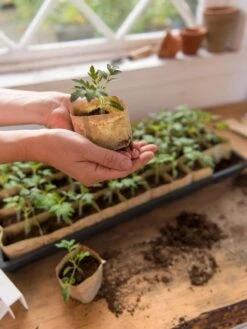 Paper Pots, 50 Cell 11 Paper Pots, 50 Cell -Deals Garden Decor Store 8599830 0507 tif