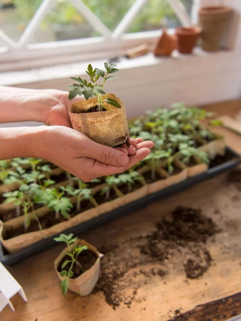 Paper Pots, 50 Cell 6 Paper Pots, 50 Cell - Image 6