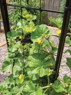 Gardener’s Victory Self-Watering Planter With Vine Trellis -Deals Garden Decor Store 8600176 6853