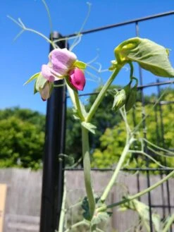 Gardener’s Victory Self-Watering Planter With Vine Trellis -Deals Garden Decor Store 8600177 6588 tif