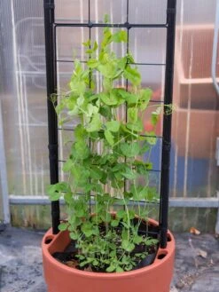 Gardener’s Victory Self-Watering Planter With Vine Trellis -Deals Garden Decor Store 8600178 5000 tif