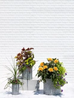 Metal Bucket Planters -Deals Garden Decor Store 8609085 0852 tif
