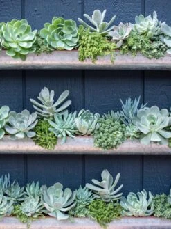 3-Tier Vertical Wall Planter, 3' -Deals Garden Decor Store 8611013 055 tif