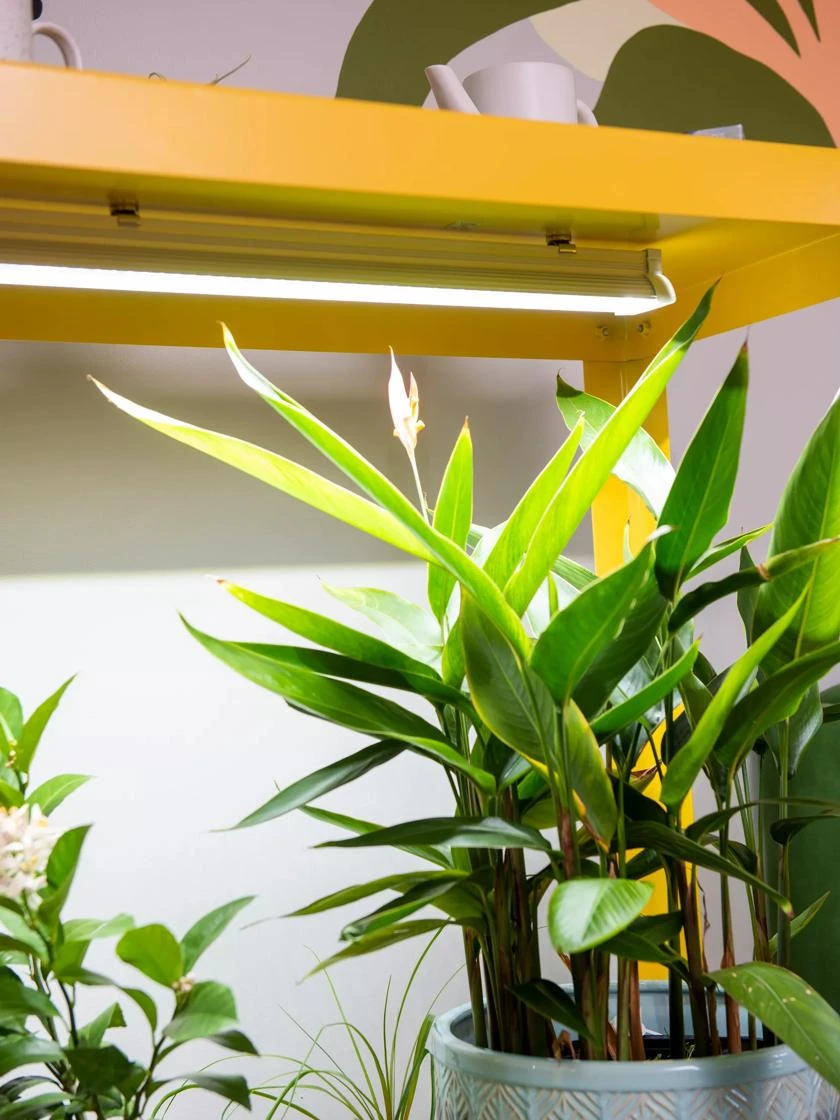 Mobile LED Grow Light Cart 2 Mobile LED Grow Light Cart - Image 2