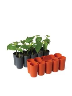 Sili-Seedlings® Seedling Tray, 10-Cell -Deals Garden Decor Store 8611886 5192 tif
