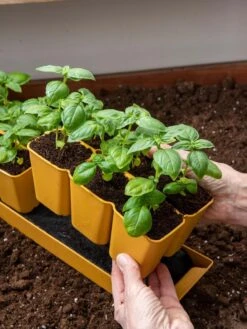 Gardener's Best® XL 6-Cell Planting Tray, Set Of 4 8 Gardener's Best® XL 6-Cell Planting Tray, Set Of 4 -Deals Garden Decor Store 8613031 6300