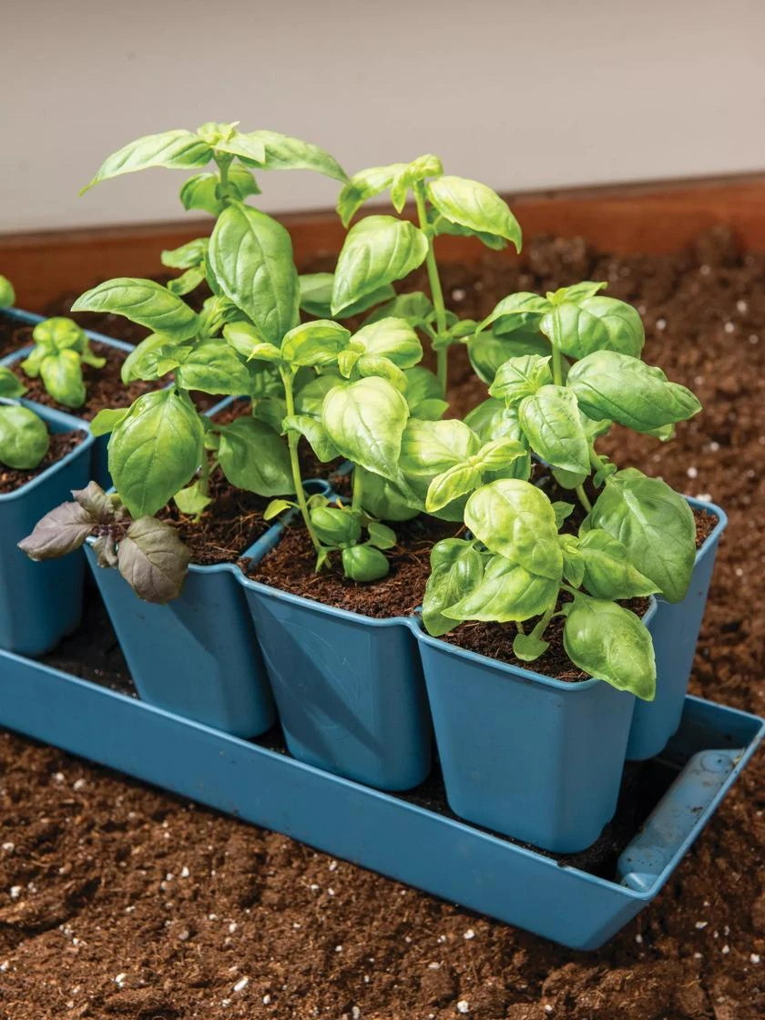 Gardener's Best® XL 6-Cell Planting Tray, Set Of 4 3 Gardener's Best® XL 6-Cell Planting Tray, Set Of 4 - Image 3