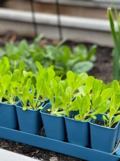 Gardener's Best® XL Seed Starting Kit 13 Gardener's Best® XL Seed Starting Kit -Deals Garden Decor Store 8613066 01TEST