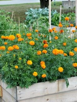 SeedSheets Organic Vegetable Garden, Easy Breezy Caprese, 4' X 8' -Deals Garden Decor Store 8613295 04V