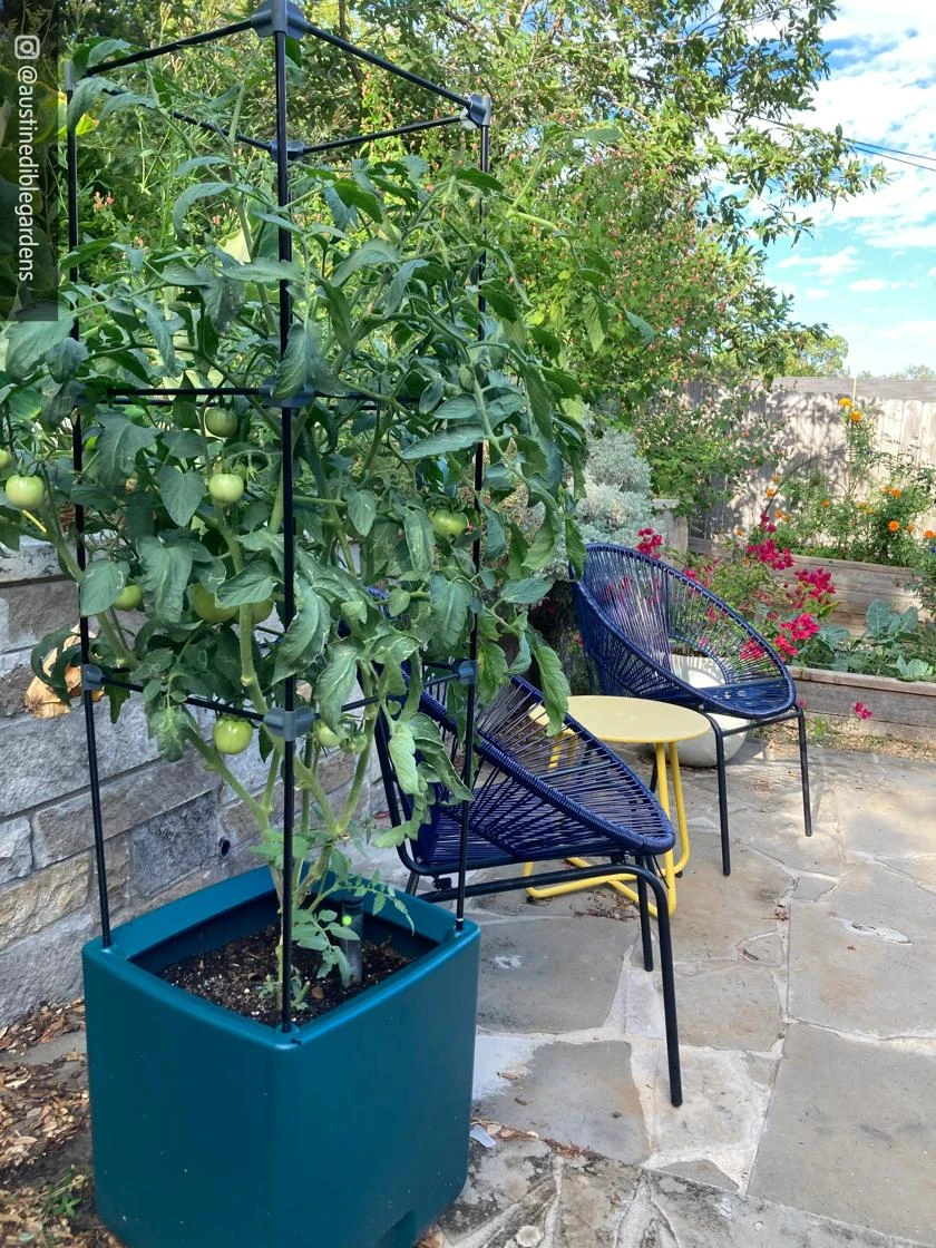 Oasis Self-Watering Tomato Planter With Trellis 7 Oasis Self-Watering Tomato Planter With Trellis - Image 7