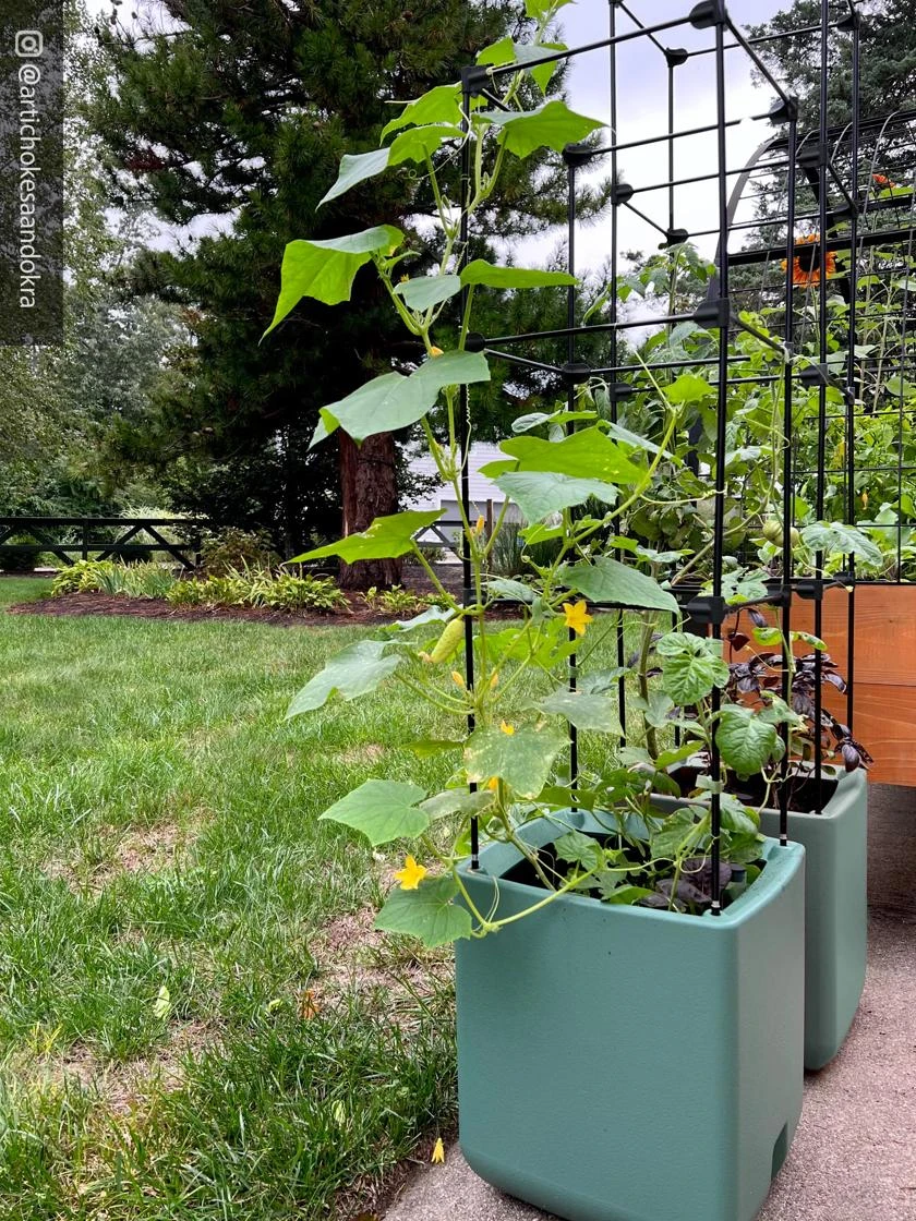 Oasis Self-Watering Tomato Planter With Trellis 8 Oasis Self-Watering Tomato Planter With Trellis - Image 8