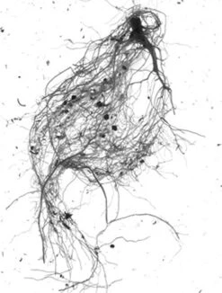 GrowLab® Compact Tabletop Light Garden With Classroom Guide 10 GrowLab® Compact Tabletop Light Garden With Classroom Guide -Deals Garden Decor Store gstrootscan 01