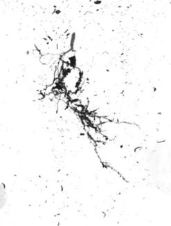 GrowLab® Compact 3-Tier Light Garden With Classroom Guide 7 GrowLab® Compact 3-Tier Light Garden With Classroom Guide -Deals Garden Decor Store gstrootscan 02 1